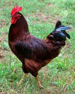 Rhode_Island_Red_cock,_cropped